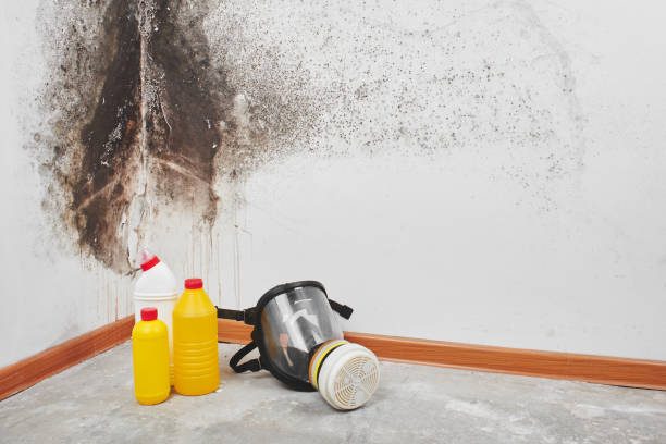 Crawl Space Mold Removal in Ottawa, IL