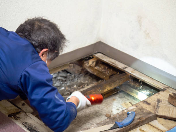 Best Certified Mold Removal  in Ottawa, IL