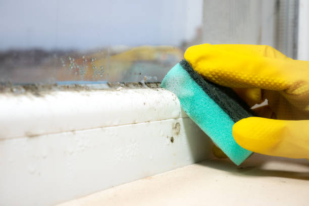 Certified Mold Removal in Ottawa, IL